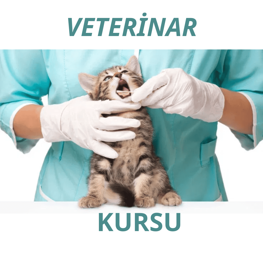 Veterinar Kursu